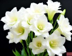 白色洋桔梗的花语是什么