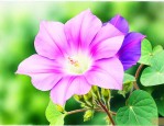 观察牵牛花开花的过程