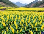 2025年多花黄精种植技术