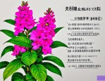 2025年介绍凤仙花的作文