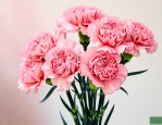 康乃馨鲜花一支多少钱