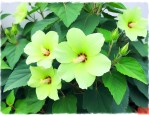 绿芙蓉植物的养殖方法