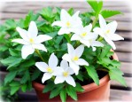 白花紫露草的养殖方法