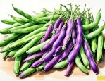 豆角是十字花科蔬菜吗