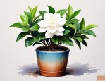 买的盆栽栀子花如何养