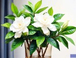栀子花不能在家里养吗