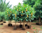 桂花树苗20公分价格