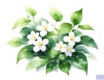 茉莉花如何繁殖