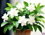 刚拿到的茉莉花怎么养