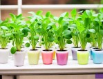 水培植物放什么长得好