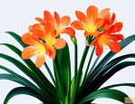 君子兰哪种颜色的花贵