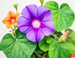 牵牛花叶子的形状特点