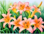 萱草花适合生长在哪里