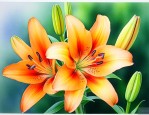 百合花的球茎怎么保存