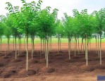 种植苗木绿化施工合同