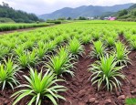 2025年四川白芨种植有吗
