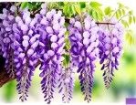 紫藤花结果子有什么用