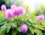 含羞草养殖方法与技巧