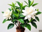 栀子花剪光杆怎么养护