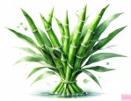 复合维生素b养富贵竹