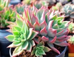 锦晃星多肉植物怎么养
