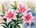 2025年百合花的主要情节