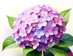 洋绣球花语是什么意思