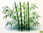 竹柏的寓意象征是什么