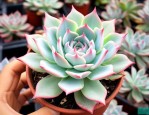 法师多肉植物怎么养殖