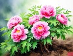 牡丹花移植什么时候好