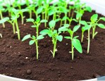番茄种子怎么催芽播种