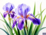 鸢尾花在中国叫什么花