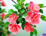 垂吊海棠花的养殖方法