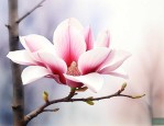 玉兰花是什么季节的花