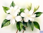 茉莉的花语和象征意义