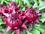 洛神花里面的籽要拿掉吗