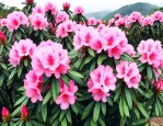 百里杜鹃花是野生的吗