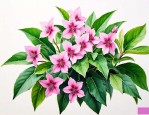 田七花适合什么人群吃
