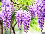 紫藤萝花什么时候开放