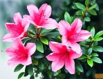 杜鹃花掉叶是怎么回事