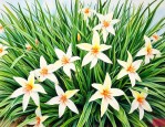 石菖蒲价格一斤多少钱