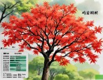 2025年鸡爪槭价格一览表