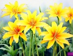 黄色彼岸花的花语是什么