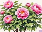 2025年牡丹花怎样开花的
