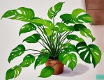 2025年植物绿萝可以吃吗