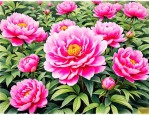 2025年芍药花什么季节开