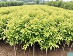 2025年白蜡树苗最新价格
