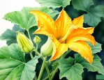 南瓜花属于不完全花吗