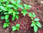 花椒籽怎么种才能发芽
