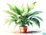 以下哪种植物最适合放在室内用来净化空气